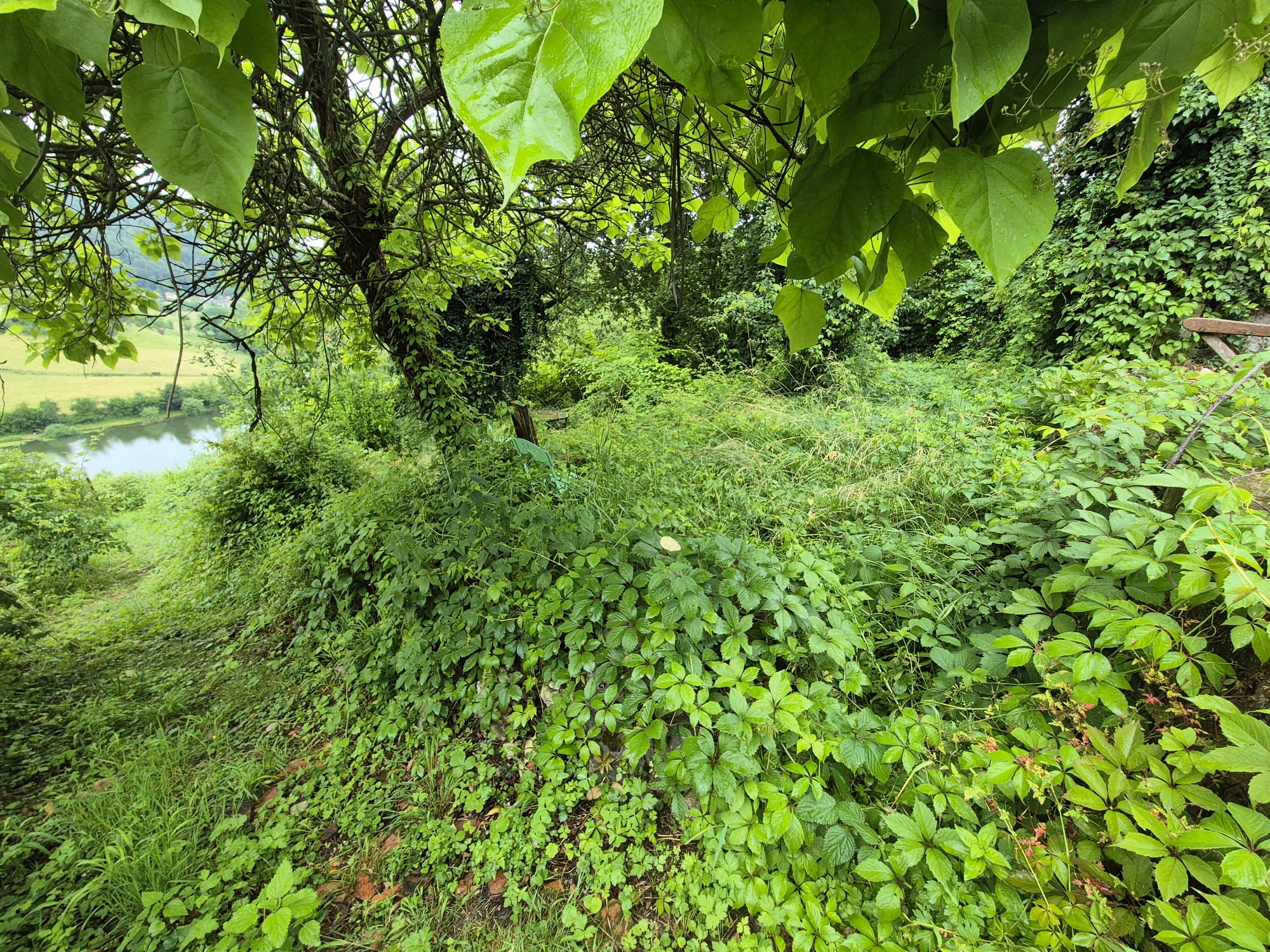 Jardin avant intervention de nettoyage autour de Voiron
