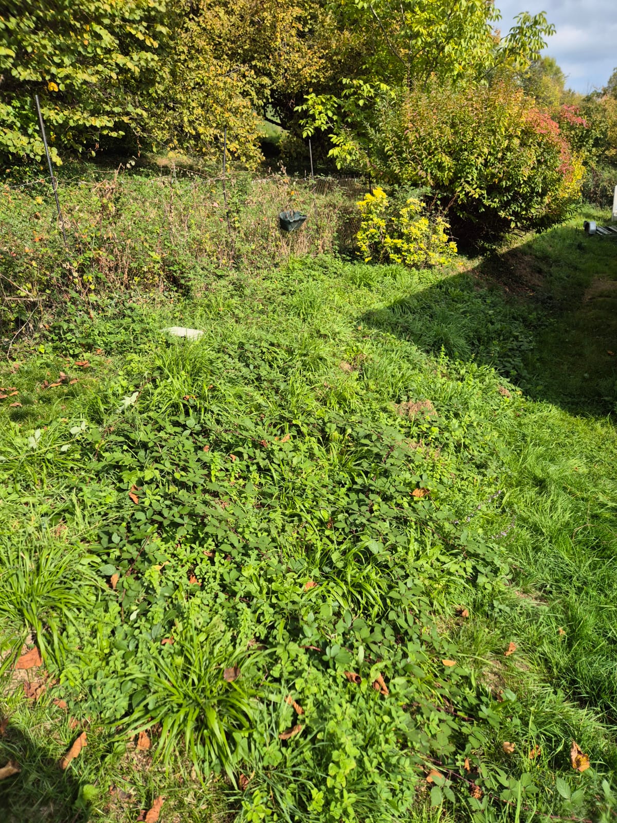 Terrain avant débroussaillage